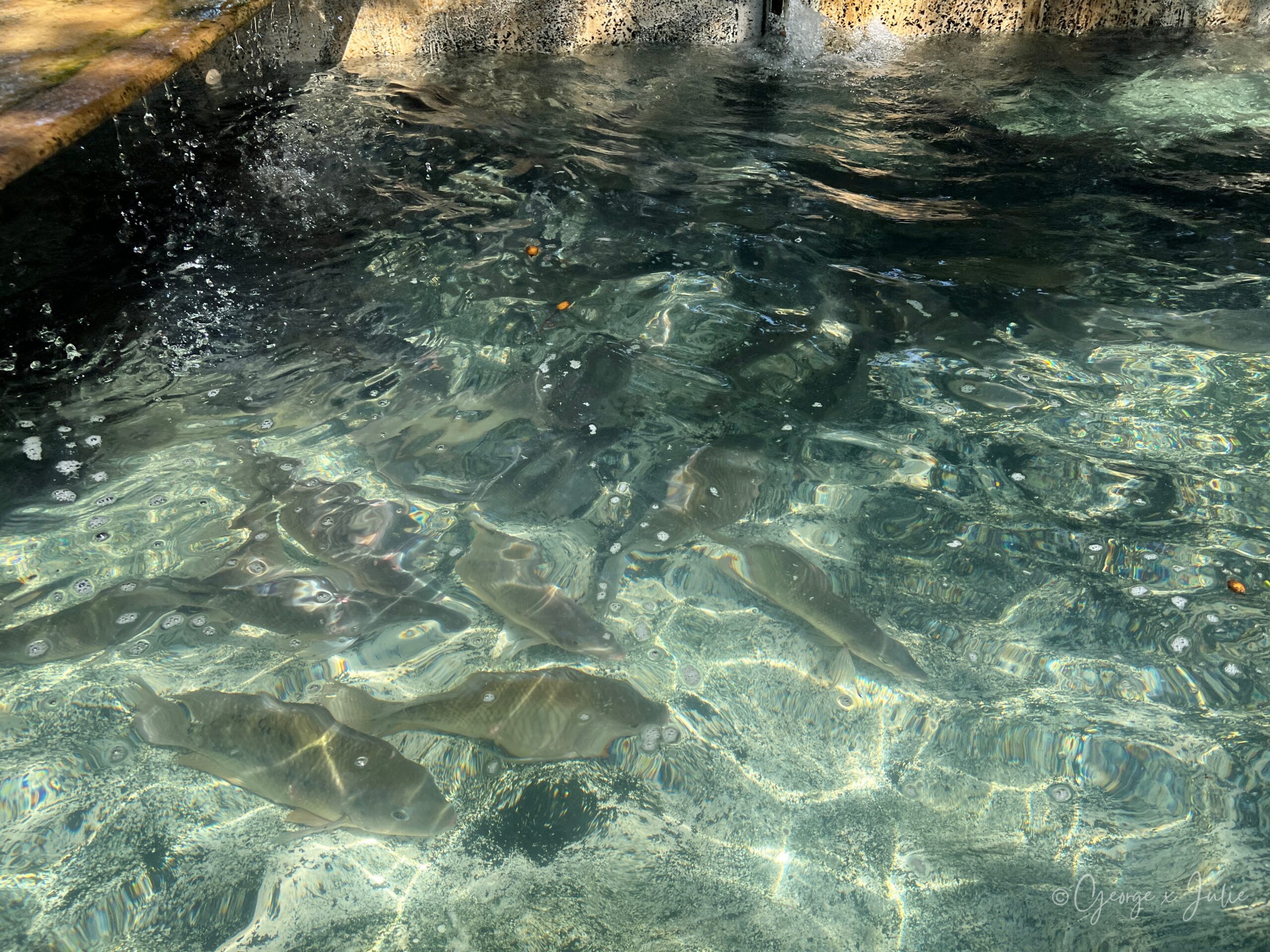 4-7休閒魚池餐廳活魚現撈現殺上桌
