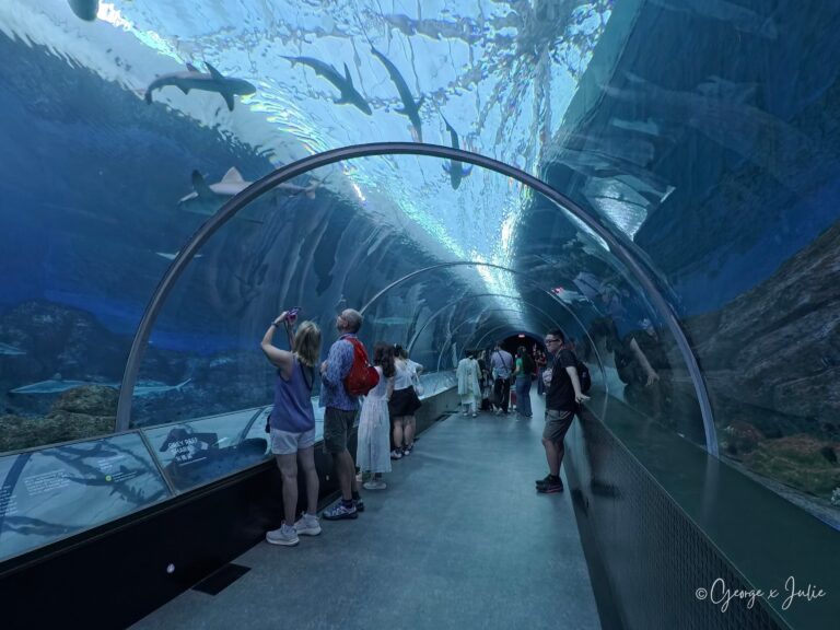 【新加坡】新加坡海洋館 Singapore Oceanarium 全攻略|門票、展區、親子參觀心得 3 海底隧道的弧形玻璃從頭頂彎到腳邊,好幾隻灰礁鯊就在頭上游過,遊客們紛紛停下腳步拍照