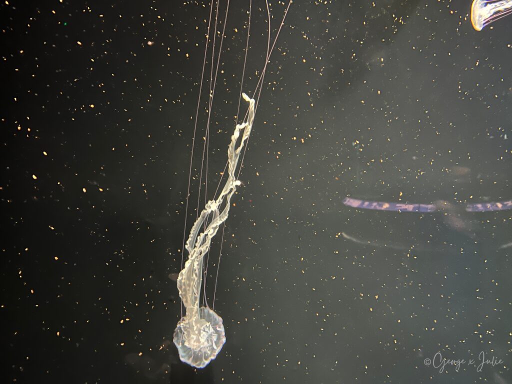 大西洋海刺水母，細長的觸手拖得很長，在暗處漂浮
