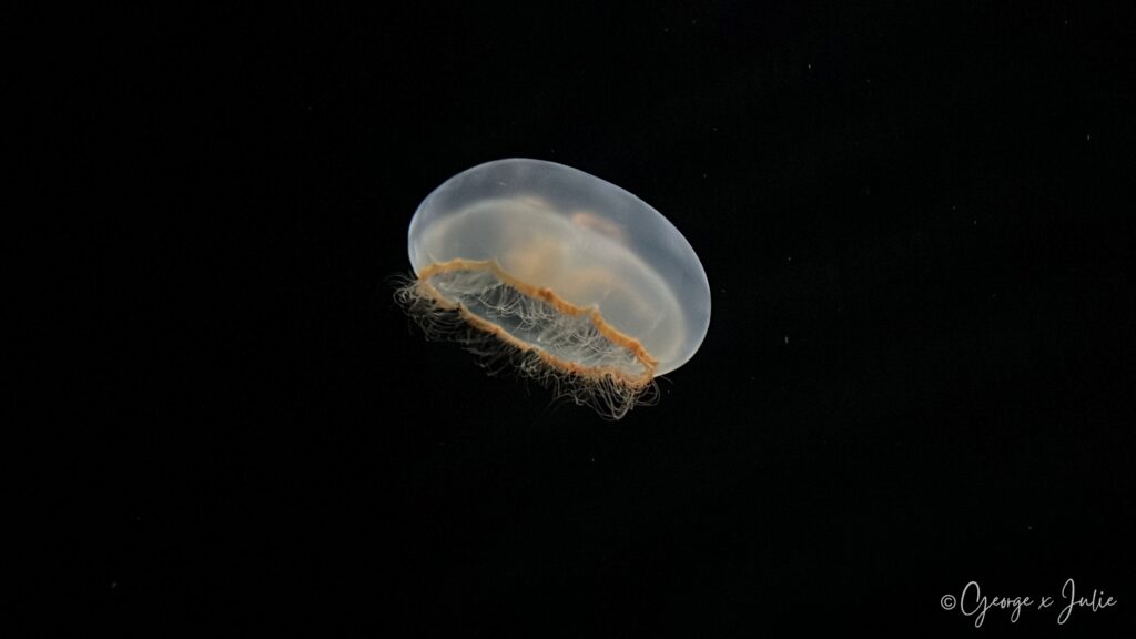 棕緣海月水母，透明傘狀身體邊緣帶著一圈淡棕色