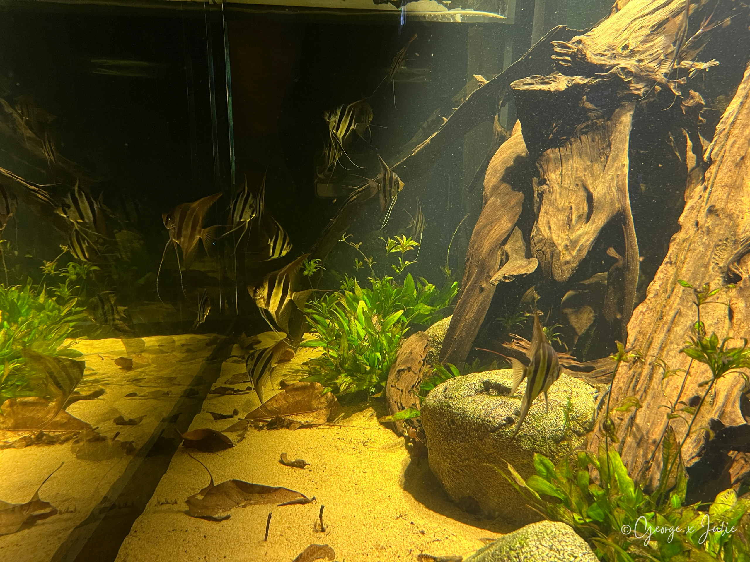 淡水展區裡的條紋神仙魚，悠游在岩石與水草之間