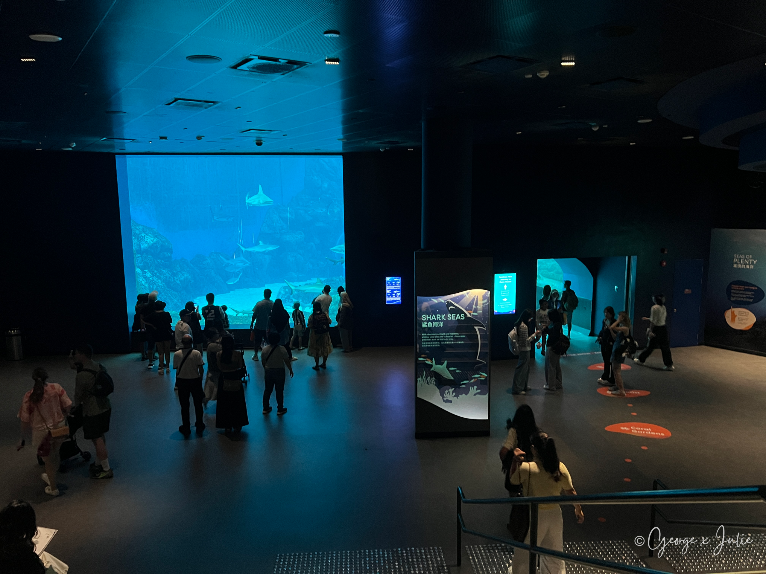Shark Seas鯊魚海洋展區入口，遊客們隔著大片玻璃看鯊魚游過