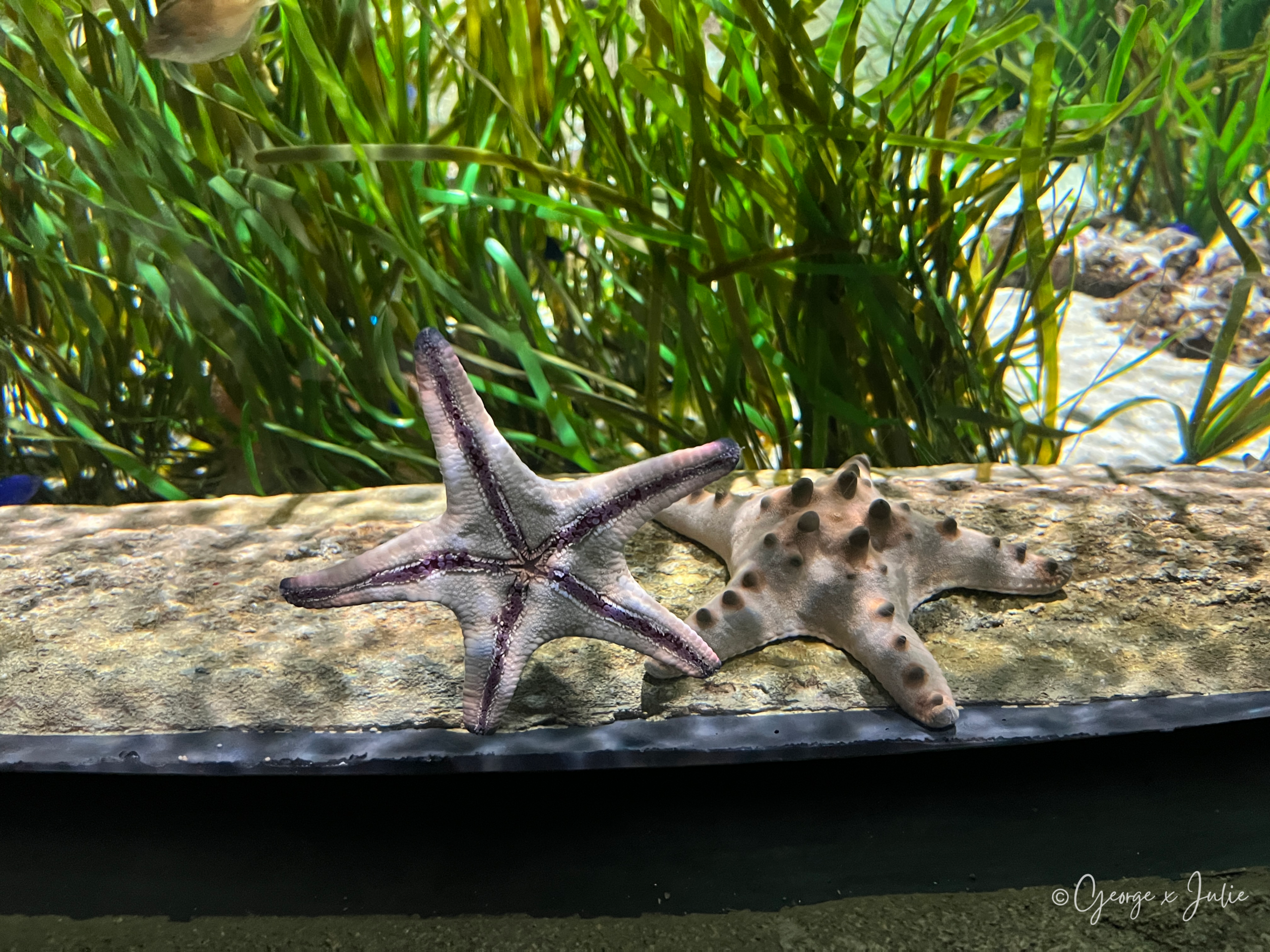 兩隻鮮紅色海星緊貼在礁岩上，表面顆粒質感清晰可見