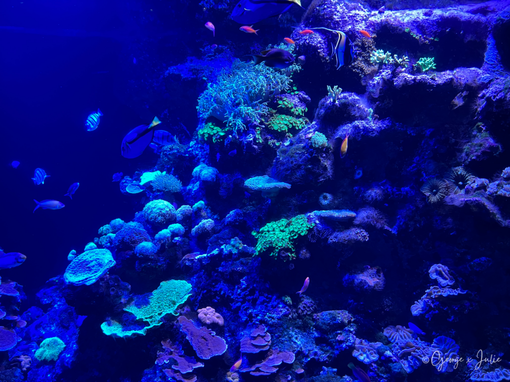 珊瑚花園在螢光燈光下呈現藍綠色的螢光效果，熱帶魚穿梭其中