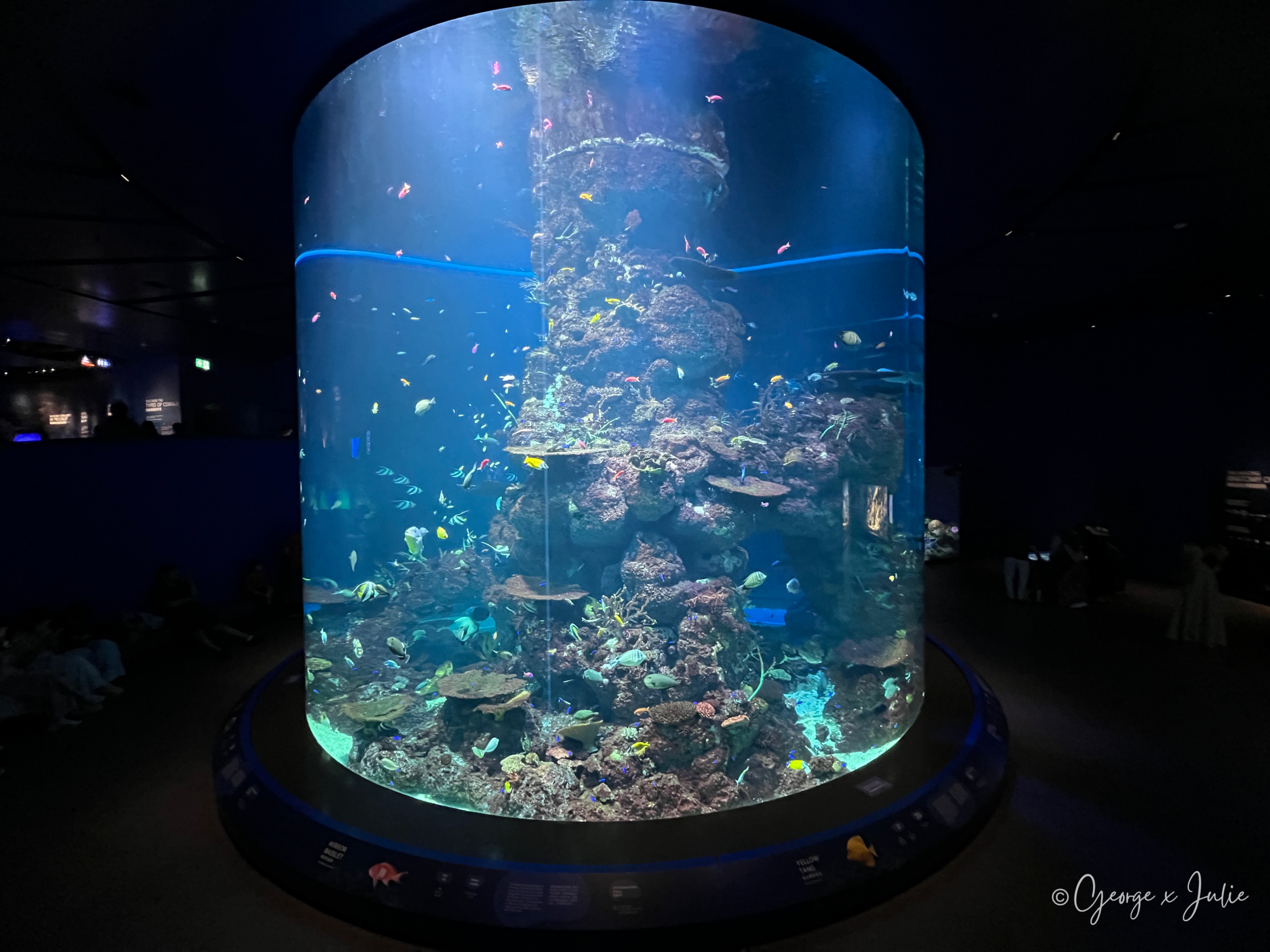 一整座圓柱形珊瑚礁大缸，五彩熱帶魚穿梭其中，是珊瑚花園區切換螢光燈光前的樣子