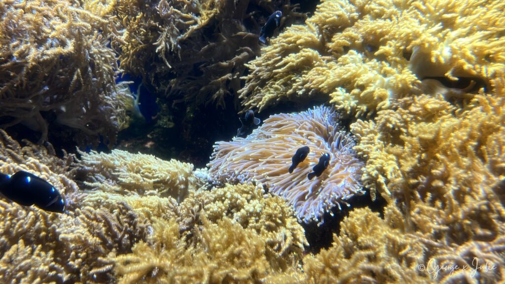 一隻小丑魚窩在金黃色海葵的觸手裡，是水族館裡最經典的畫面之一
