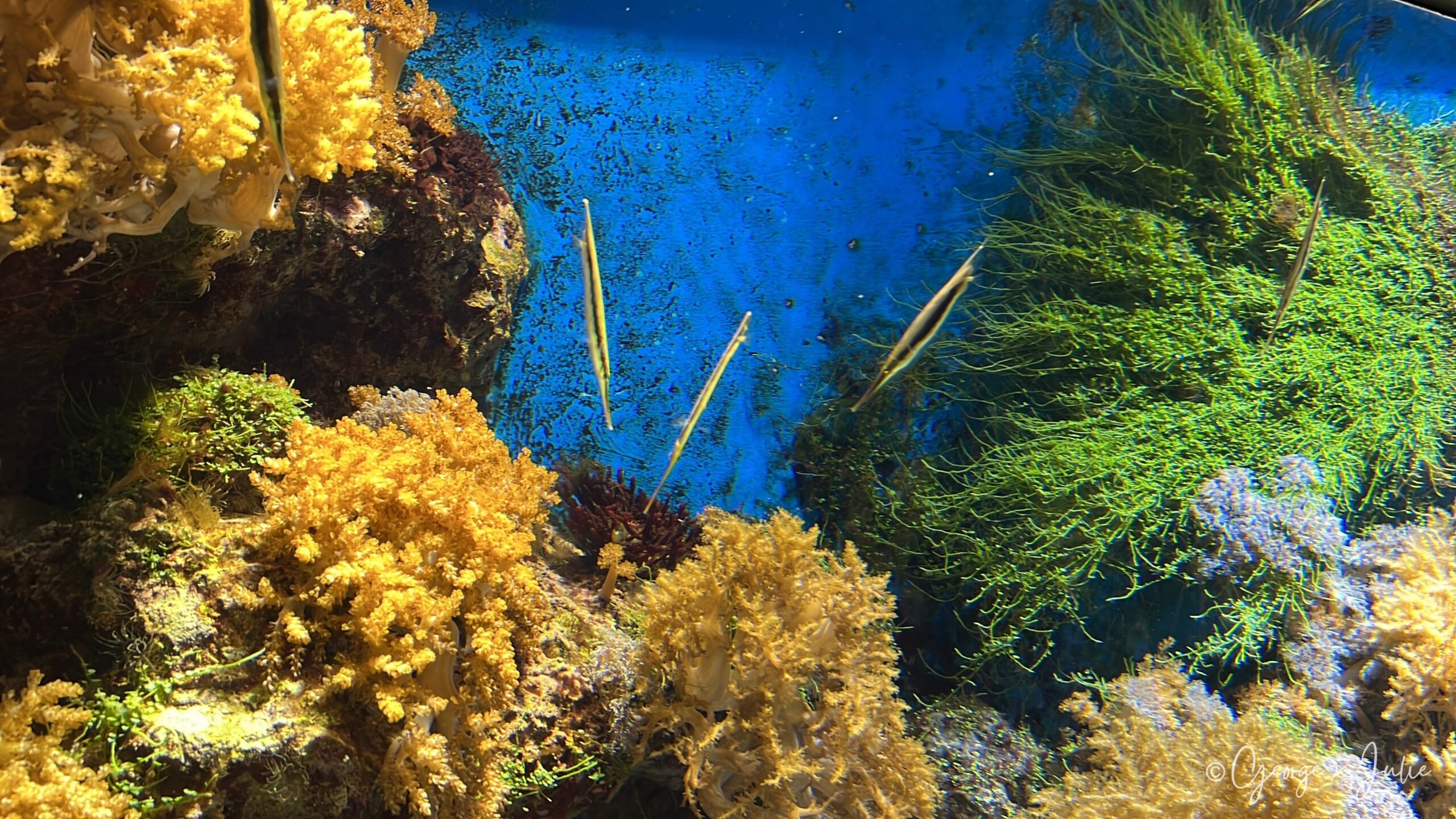 幾隻細長的剃刀魚直立漂浮在珊瑚與海草之間，靠特殊姿勢偽裝成環境的一部分