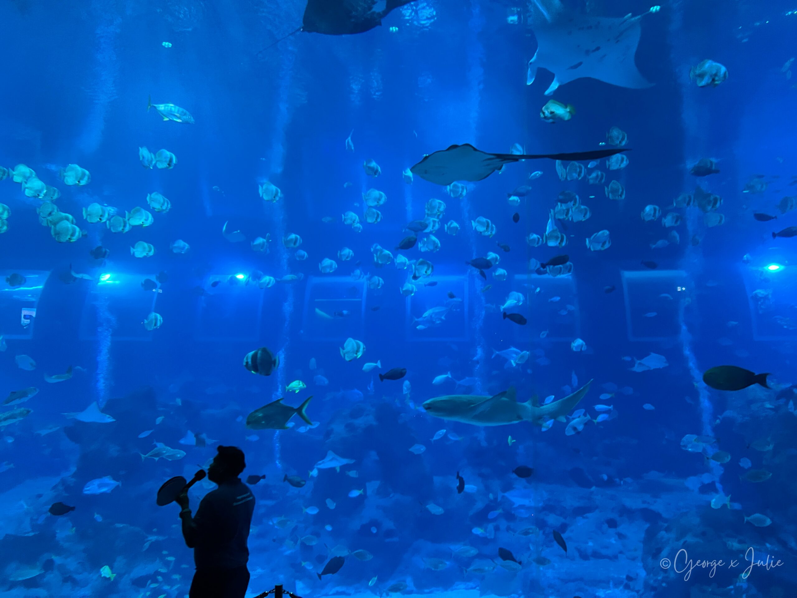 從Open Ocean觀景窗下方往上拍，滿滿魚群、鯊魚與魟魚在頭頂盤旋