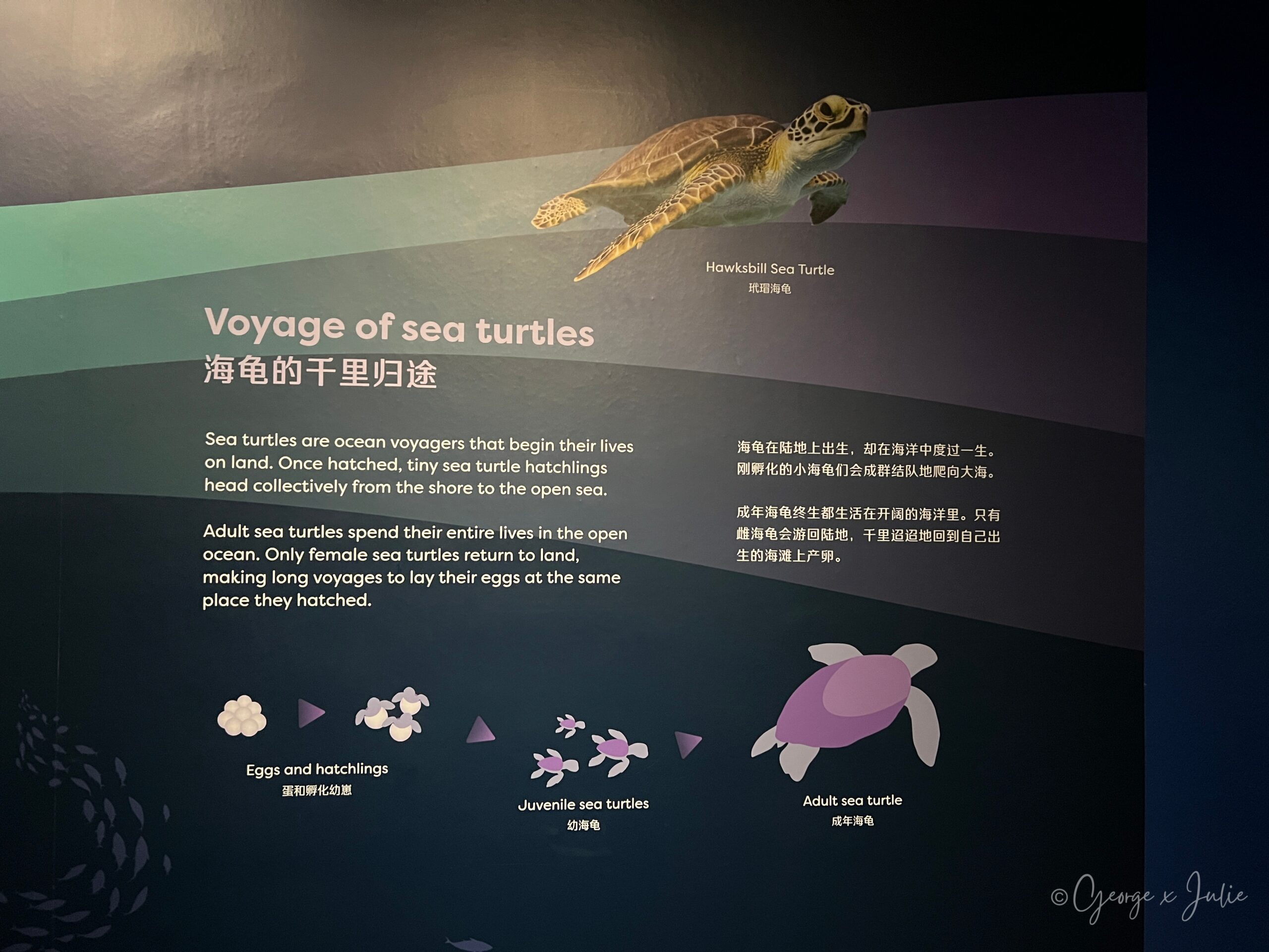 海龜的千里歸途主題牆，介紹海龜孵化後前往大海、成年後只有雌龜會遠游回到出生海灘產卵的生命歷程，牆面上方有一隻玳瑁悠游而過