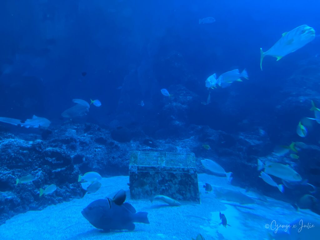 沉船寶箱造景，箱身佈滿珊瑚附著痕跡，魚群在旁邊游過