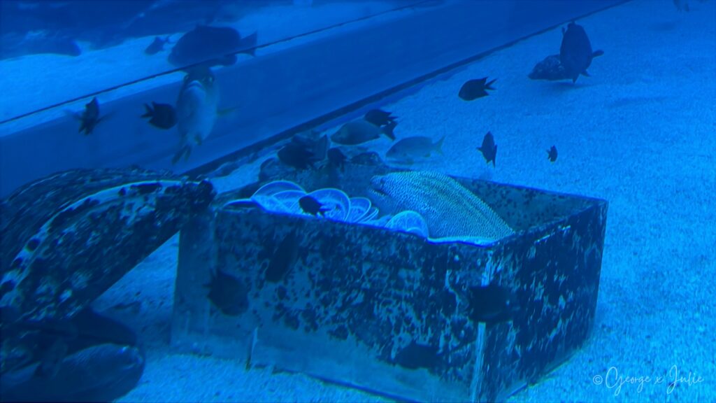 沉船寶箱特寫，半開的箱蓋裡露出扇貝跟小魚