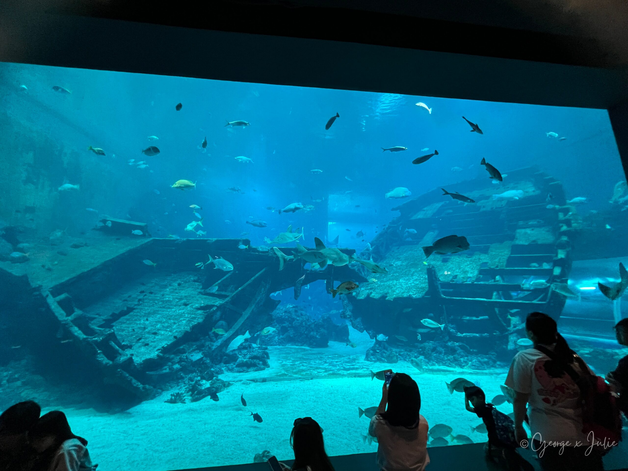 大型擬真沉船殘骸展缸，木造船體斷裂立在沙地上，魚群與鯊魚穿梭其間，遊客們駐足觀看
