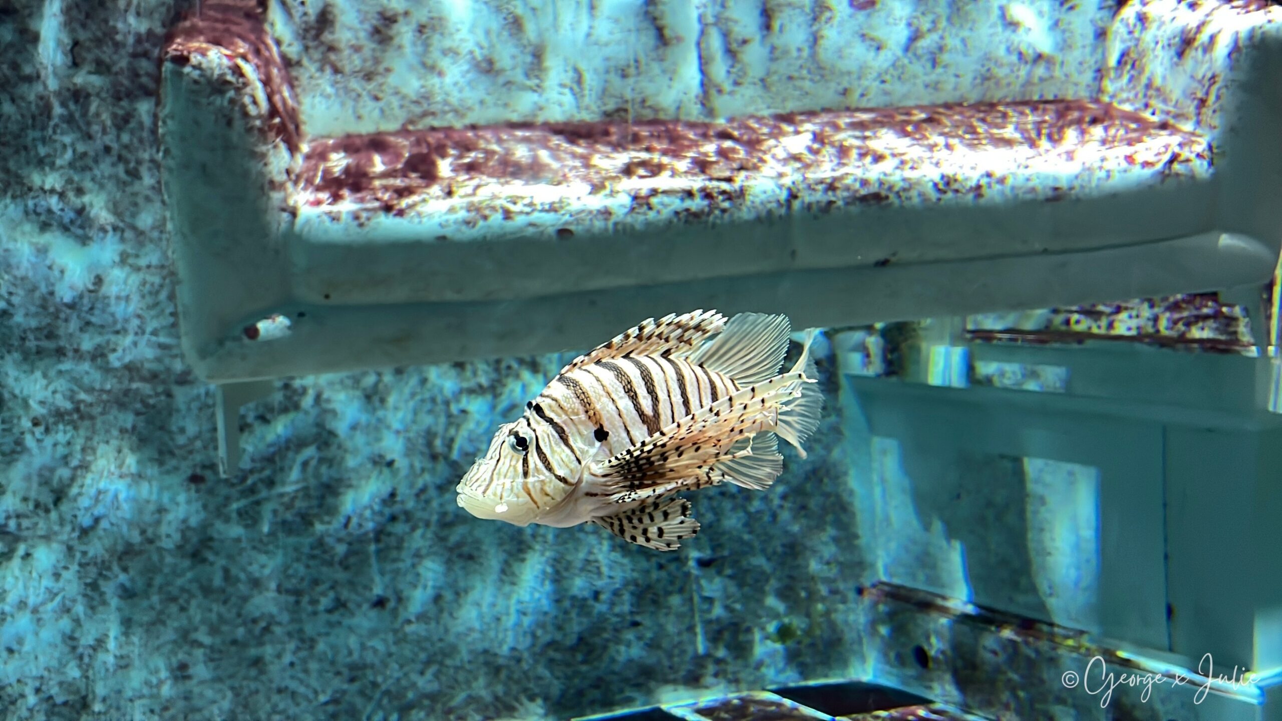 一隻獅子魚貼近玻璃緩慢游動，扇形魚鰭如舞裙般展開