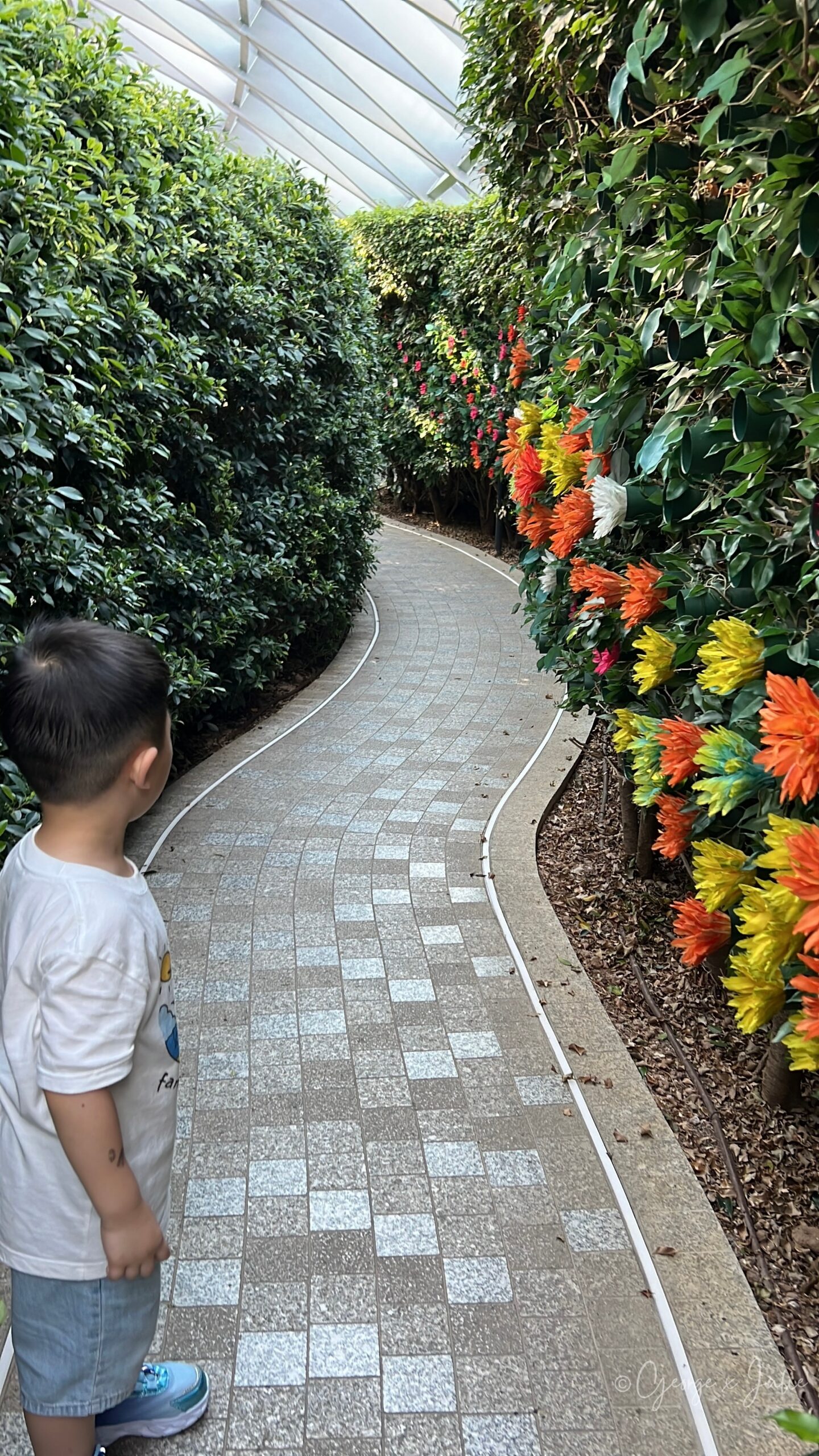 【新加坡親子景點】星耀樟宜星空花園Canopy Park|鏡子迷宮、天懸橋親子實玩攻略 28 Jensen 走在 Hedge Maze(樹籬迷宮)蜿蜒的步道上,兩側是修剪整齊的高聳綠籬,一旁還點綴著橘黃色與桃紅色花朵