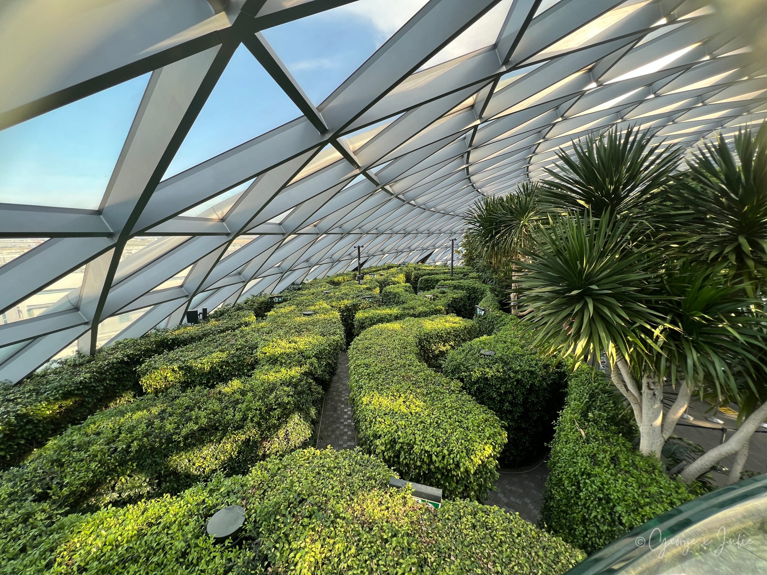 【新加坡親子景點】星耀樟宜星空花園Canopy Park|鏡子迷宮、天懸橋親子實玩攻略 29 站上 Hedge Maze 中心的瞭望塔往下看,整片樹籬修剪出來的迷宮動線一覽無遺,據說是新加坡最大的樹籬迷宮
