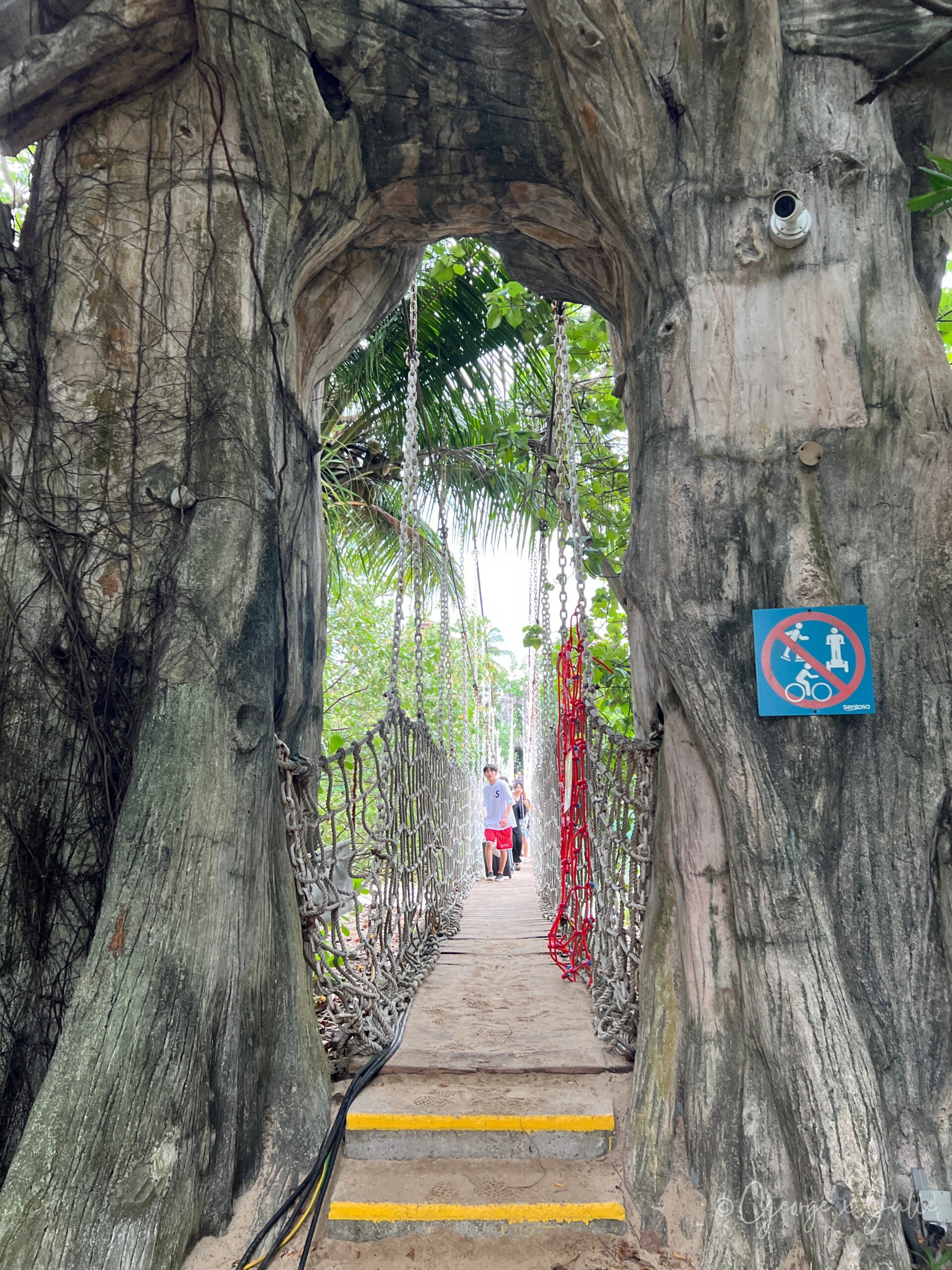 【新加坡景點】聖淘沙亞洲大陸最南端|Palawan Beach 90度椰子樹、吊橋免費踩點 8 通往最南端的懸索吊橋入口,兩側繫著繩網,樹幹圍出一道拱門