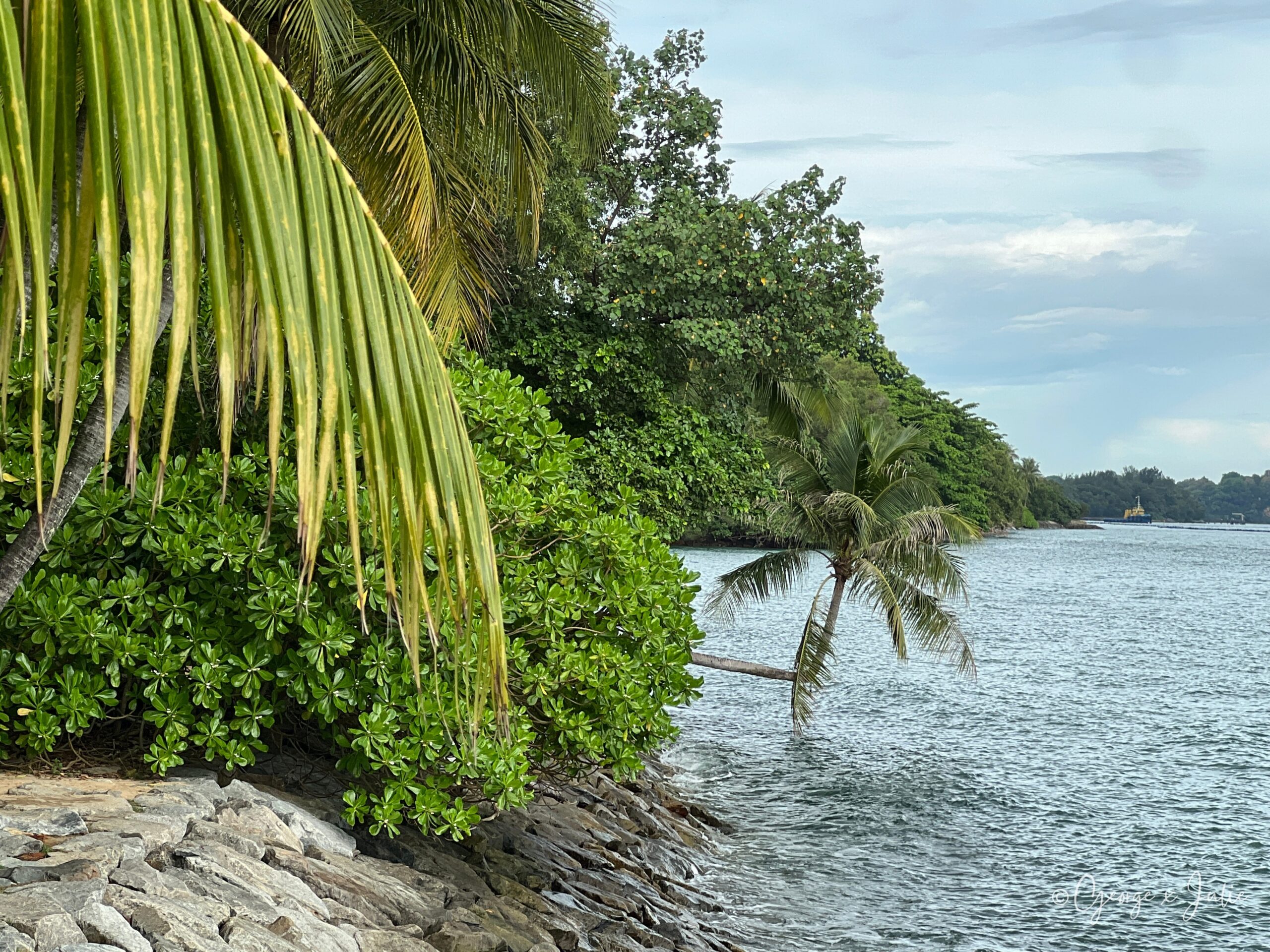 【新加坡景點】聖淘沙亞洲大陸最南端|Palawan Beach 90度椰子樹、吊橋免費踩點 1 從南端步道望出去的海岸線,一棵椰子樹斜倚在水面上,遠方可以看到停泊的船隻