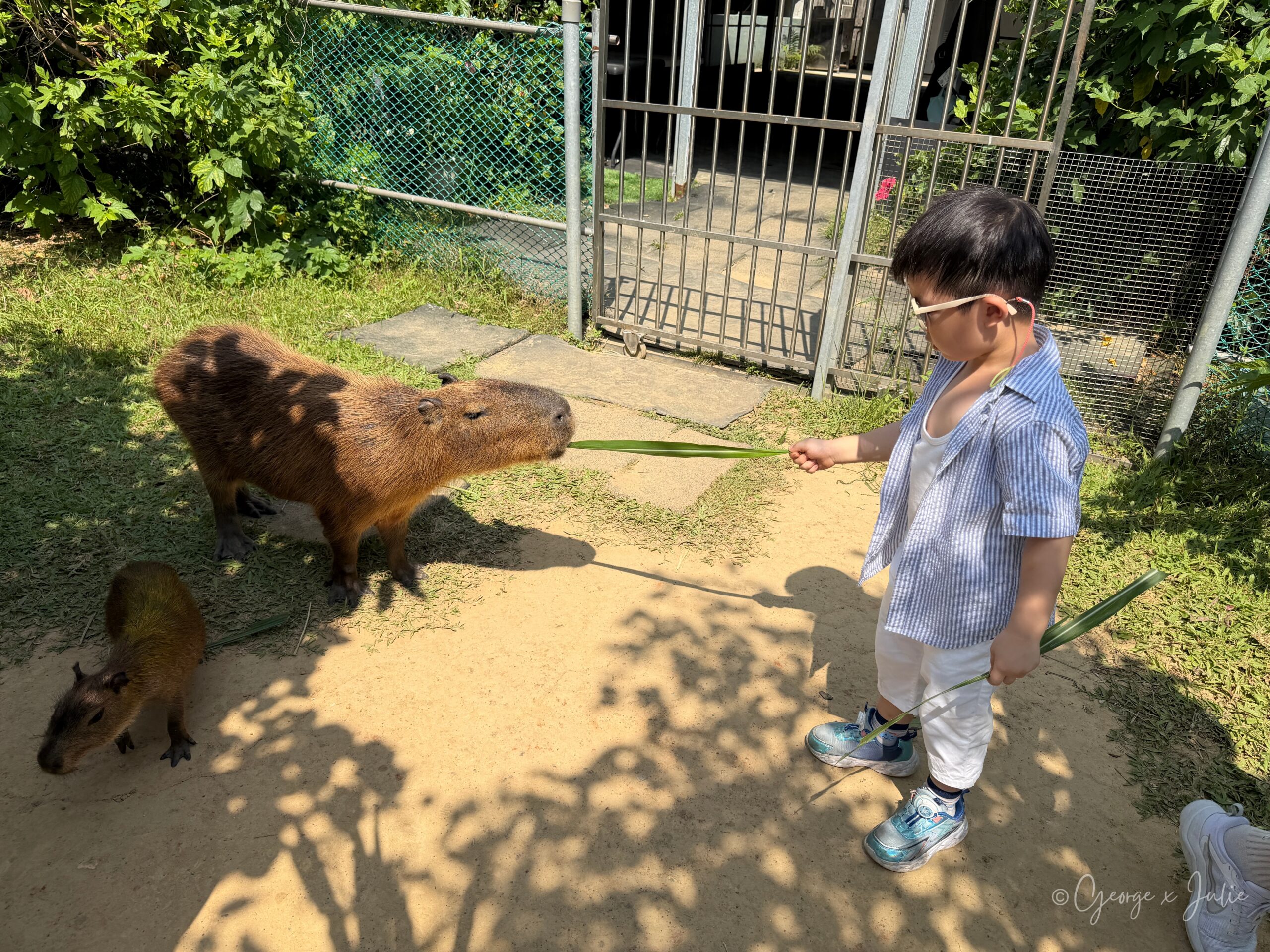 Jensen 把牧草遞給水豚，另一隻小水豚在旁邊