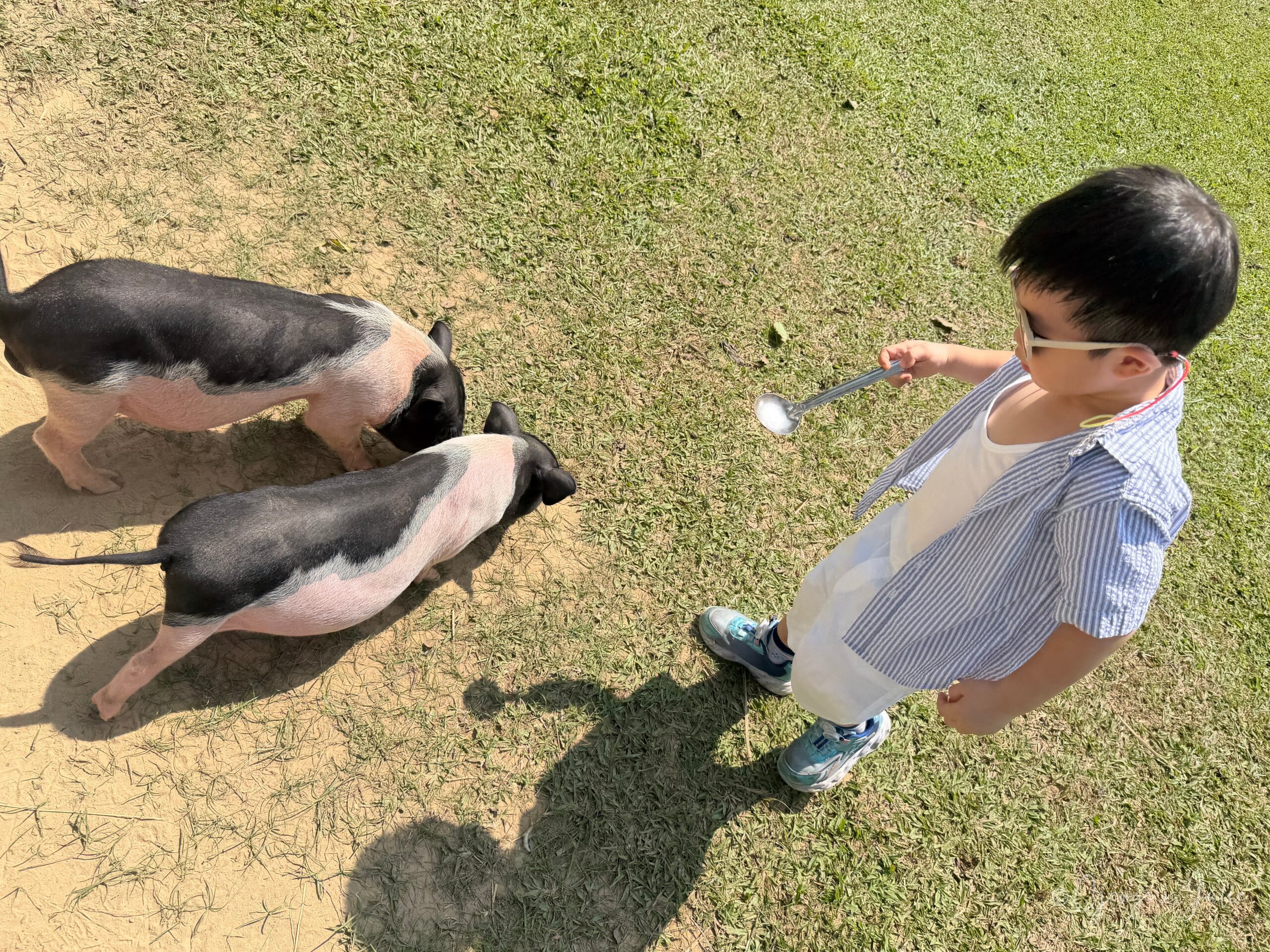 Jensen 拿著湯匙餵兩隻黑白相間的迷你豬