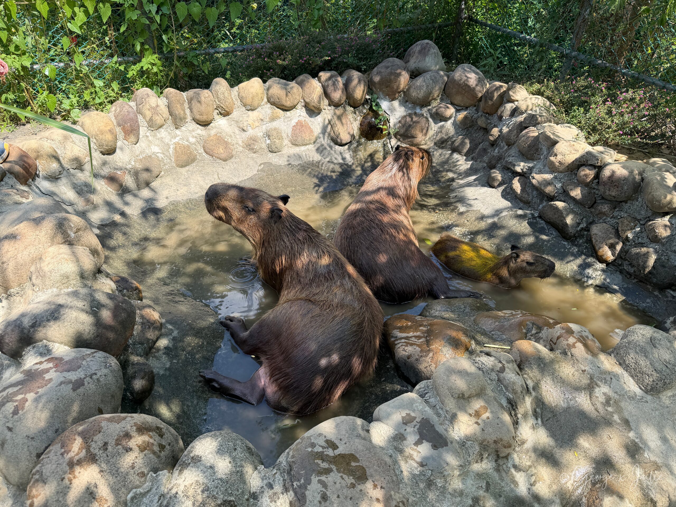 三隻水豚泡在石頭圍成的水池裡